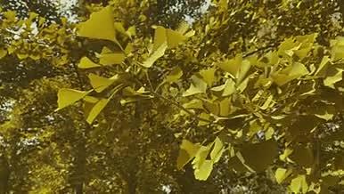 银杏树叶4K高清实拍视频素材视频的预览图